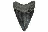 Serrated, Fossil Megalodon Tooth - South Carolina #328970-1